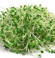 ALFALFA SPROUTS -CUPS 1/12 CT #ROCK VALUE-ORDER BY  MONDAY EVENING NOV 19  ARRIVING NOV 27  FOR DELIVERY#