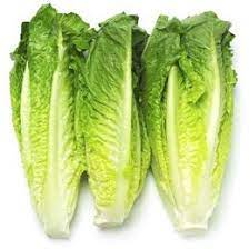 LETTUCE ROMAINE FLORIDA GROWN 24 CT #ROCK VALUE-ORDER BY  MONDAY EVENING NOV 19  ARRIVING NOV 27  FOR DELIVERY#